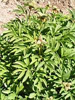 Paeonia officinalis subsp Officinalis, fam. Paeoniacees, Europe (4) (Photo F. Mrugala)
